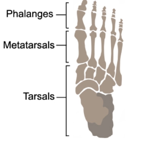 Detail Kerangka Kaki Manusia Nomer 46