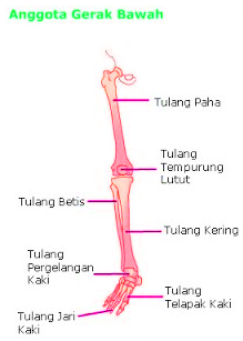 Detail Kerangka Kaki Manusia Nomer 50