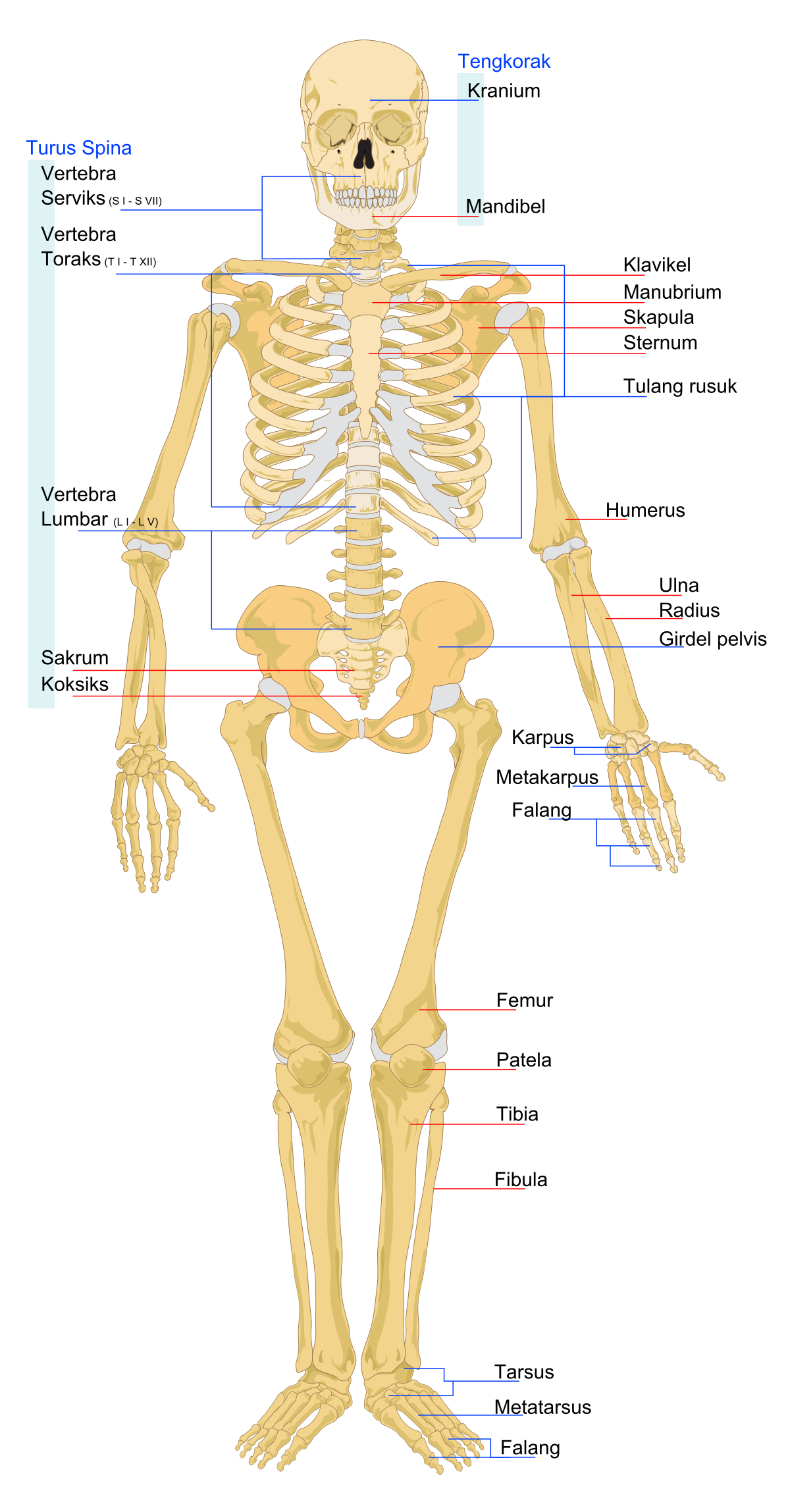 Detail Kerangka Organ Tubuh Manusia Nomer 14