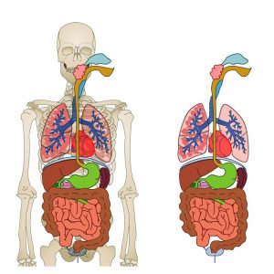 Detail Kerangka Organ Tubuh Manusia Nomer 16