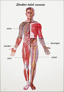 Detail Kerangka Organ Tubuh Manusia Nomer 25