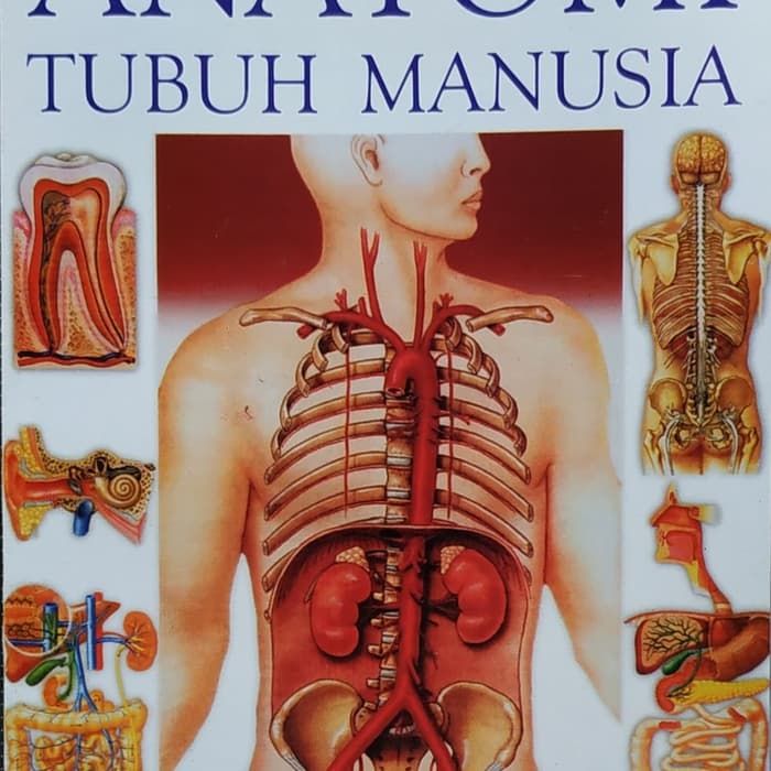 Detail Kerangka Organ Tubuh Manusia Nomer 32