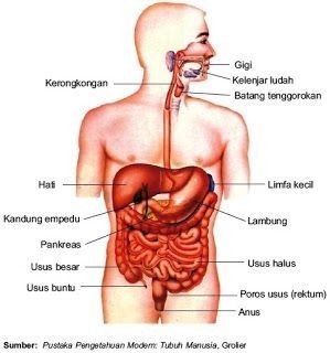 Detail Kerangka Organ Tubuh Manusia Nomer 7