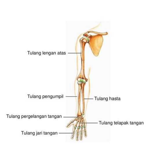 Detail Kerangka Tangan Manusia Nomer 2