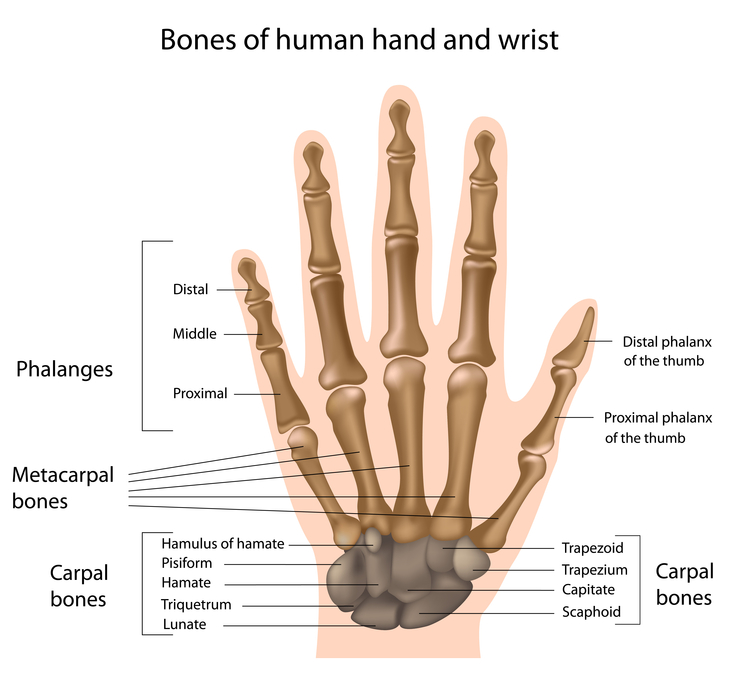 Detail Kerangka Tangan Manusia Nomer 30