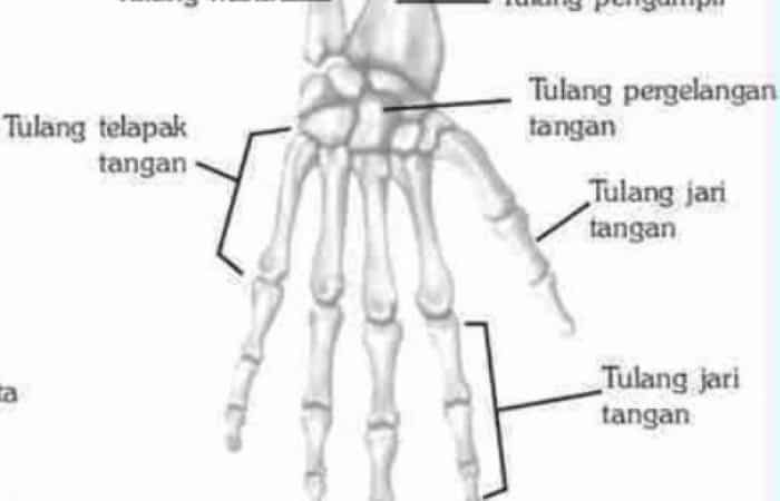 Detail Kerangka Tangan Manusia Nomer 31