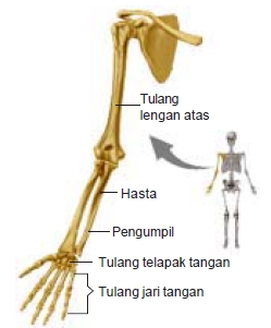 Detail Kerangka Tangan Manusia Nomer 48