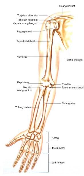 Detail Kerangka Tangan Manusia Nomer 8