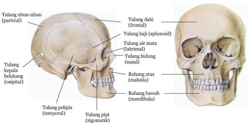 Detail Kerangka Tengkorak Manusia Nomer 30