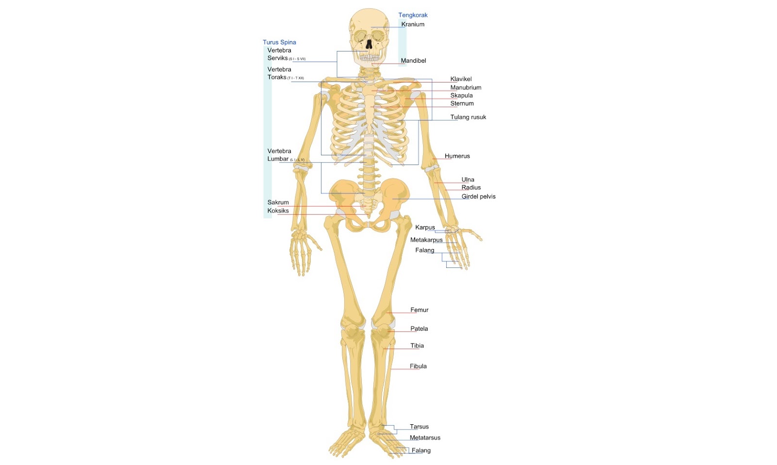 Detail Kerangka Tubuh Manusia Dan Keterangannya Nomer 50