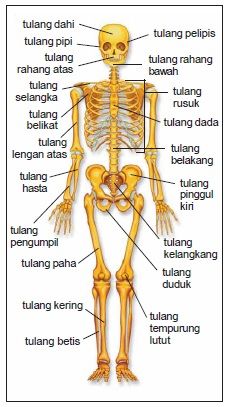 Kerangka Tulang Manusia Dan Namanya - KibrisPDR