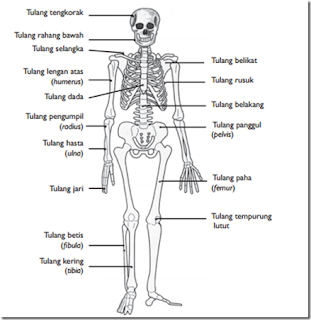 Detail Kerangka Tulang Manusia Dan Namanya Nomer 21