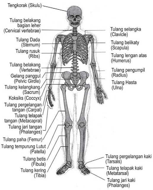 Detail Kerangka Tulang Manusia Dan Namanya Nomer 4