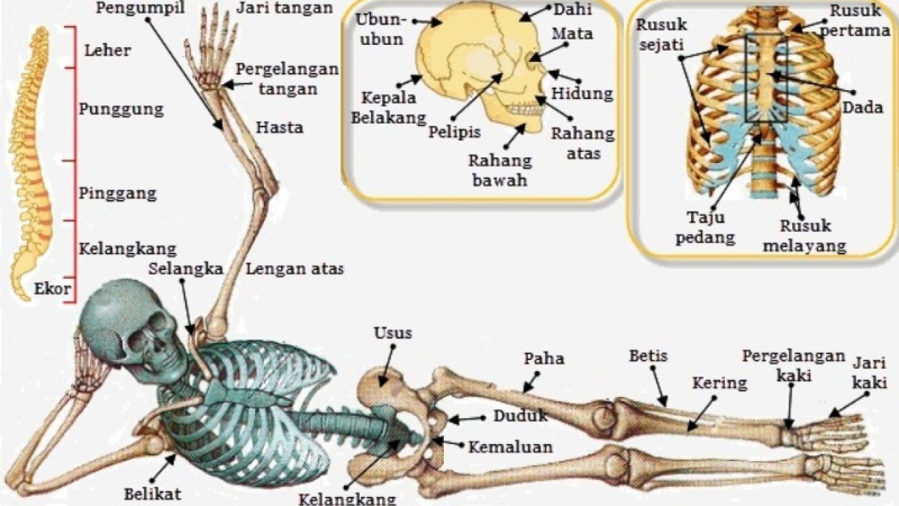 Detail Kerangka Tulang Manusia Dan Namanya Nomer 31