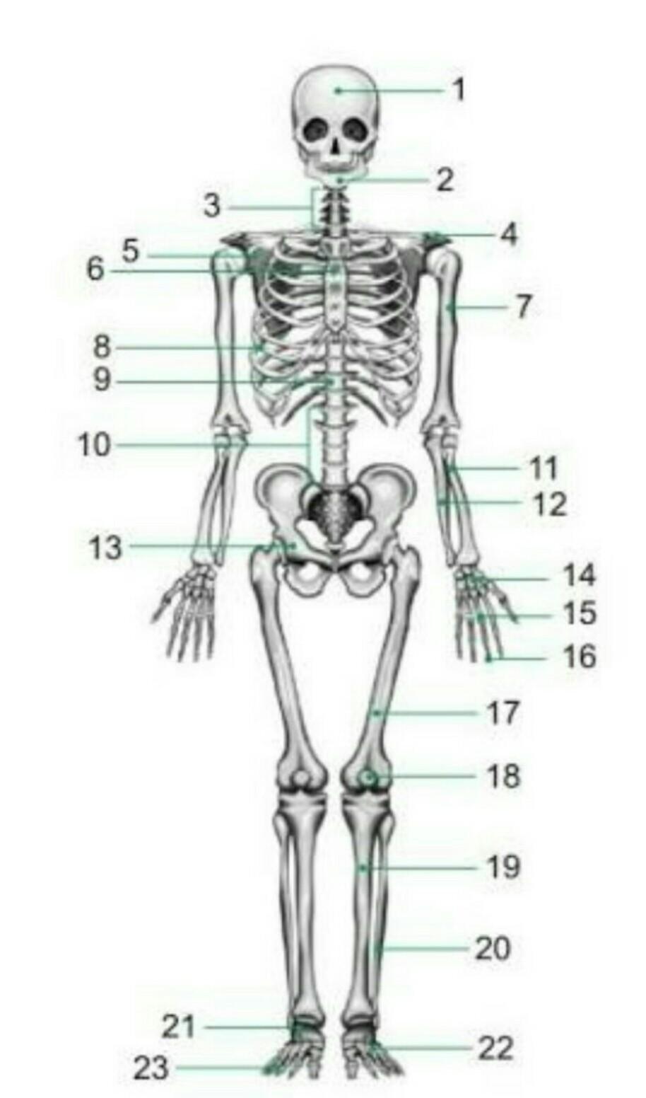 Detail Kerangka Tulang Manusia Dan Namanya Nomer 9