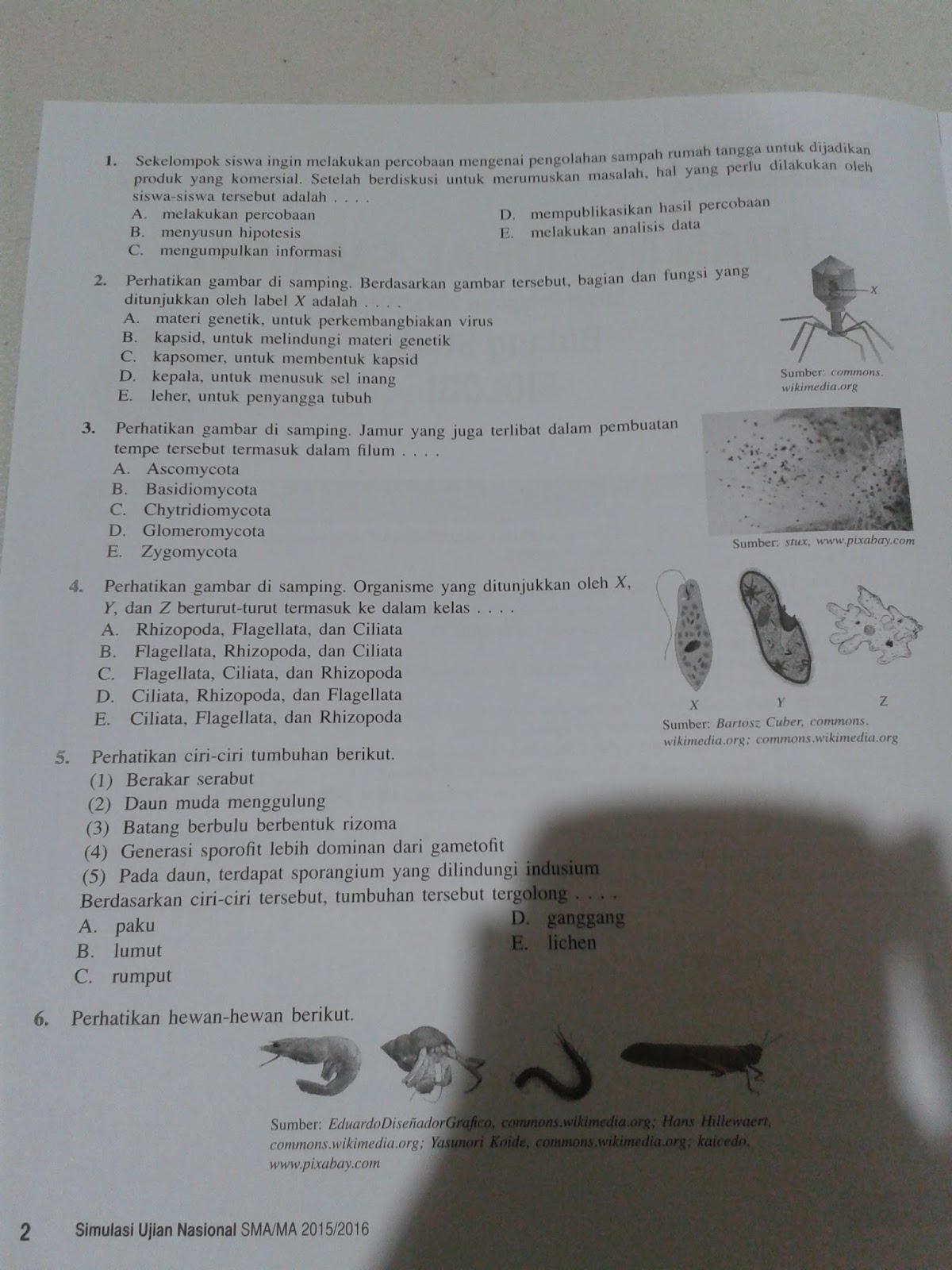 Detail Keterangan Gambar Protista Disampingjamur Berdasarkan Spora Seksualnya Nomer 8