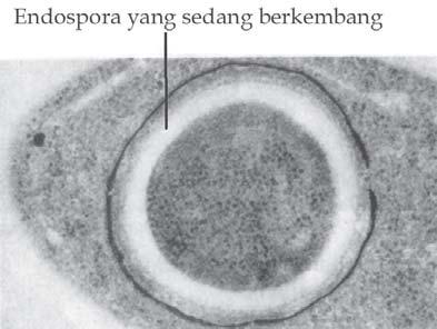 Detail Keterangan Gambar Protista Disampingjamur Berdasarkan Spora Seksualnya Nomer 10