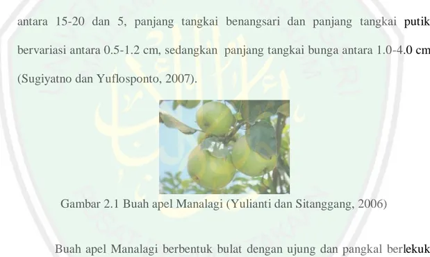 Detail Klasifikasi Taksonomi Apel Manalagi Disertai Gambar Nomer 35