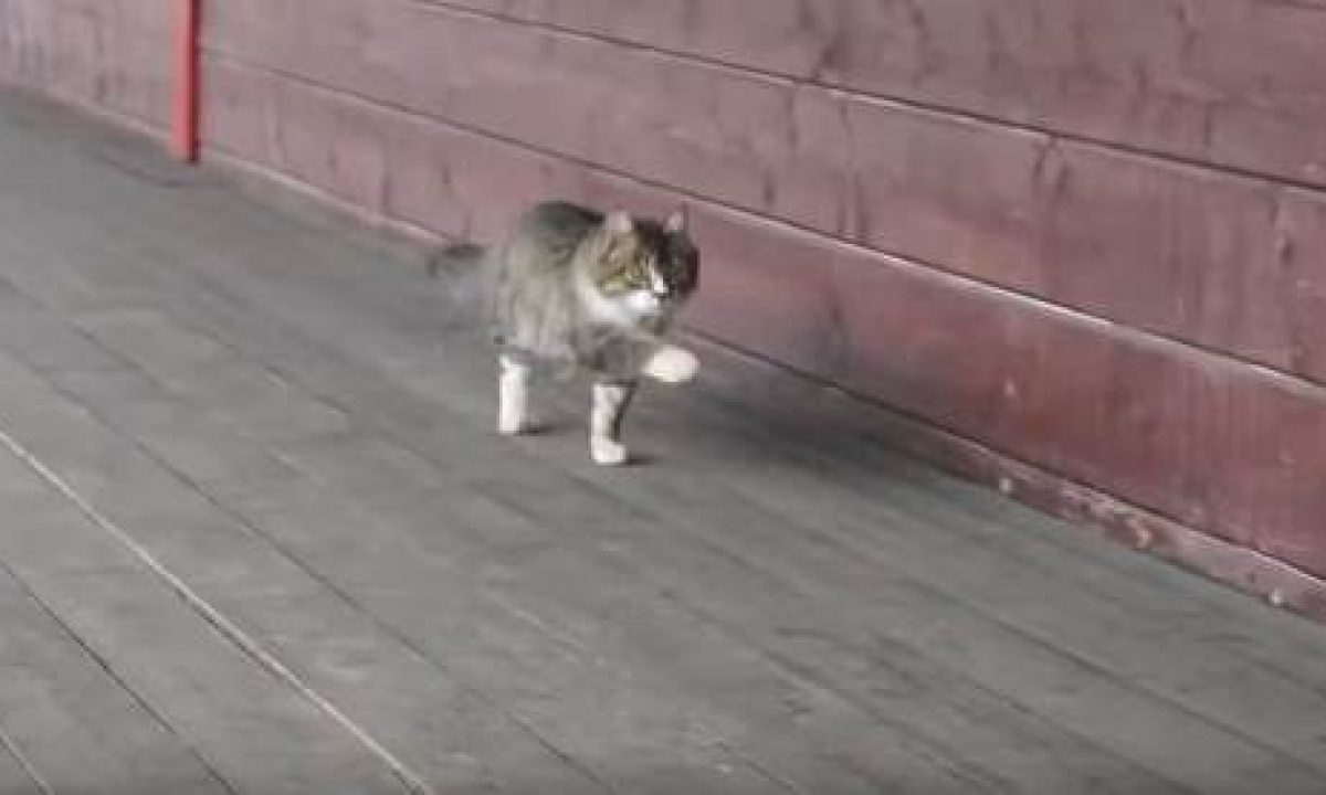 Kucing Berjalan Dengan Cara - KibrisPDR