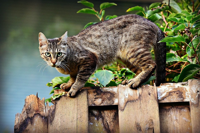 Detail Kucing Berjalan Dengan Cara Nomer 2