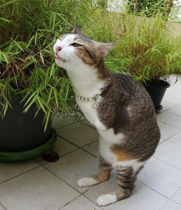 Detail Kucing Berjalan Dengan Cara Nomer 11