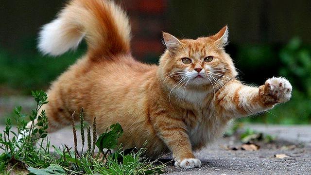 Detail Kucing Berjalan Dengan Cara Nomer 20