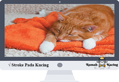 Detail Kucing Berjalan Dengan Cara Nomer 22