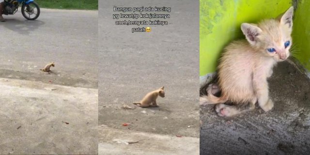 Detail Kucing Berjalan Dengan Cara Nomer 26