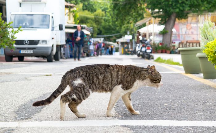 Detail Kucing Berjalan Dengan Cara Nomer 4