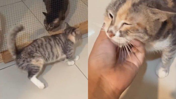 Detail Kucing Berjalan Dengan Cara Nomer 37