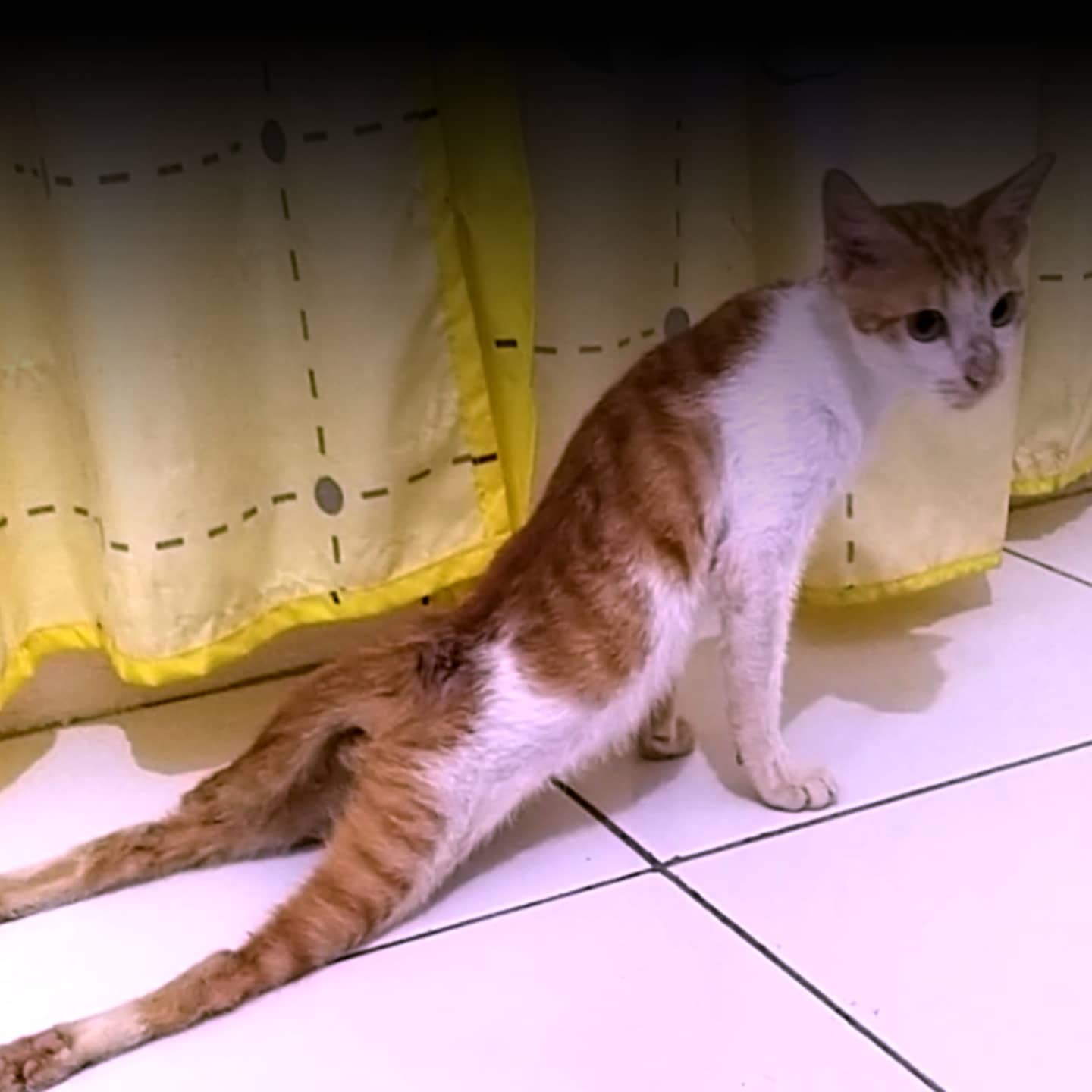 Detail Kucing Berjalan Dengan Cara Nomer 50