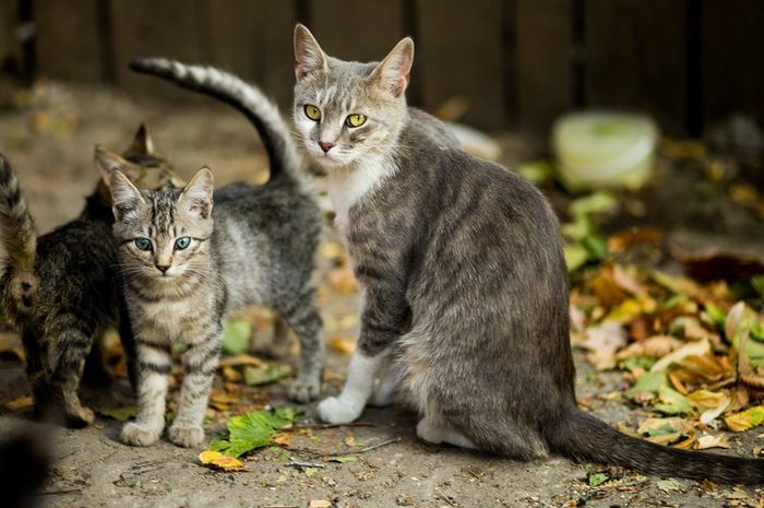 Kucing Berkembang Biak Dengan Cara - KibrisPDR