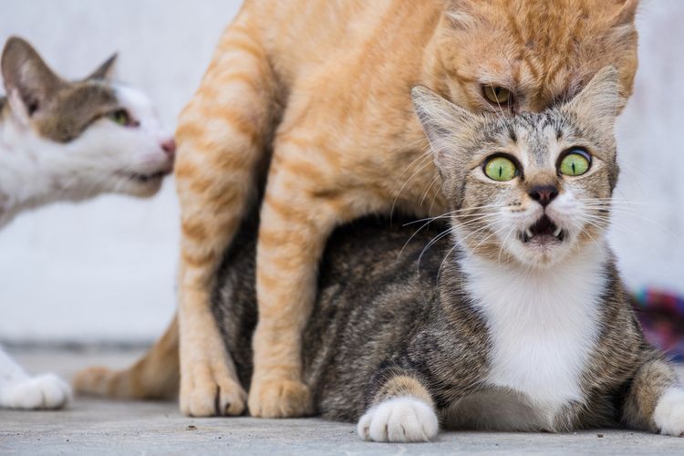 Detail Kucing Berkembang Biak Dengan Cara Nomer 15