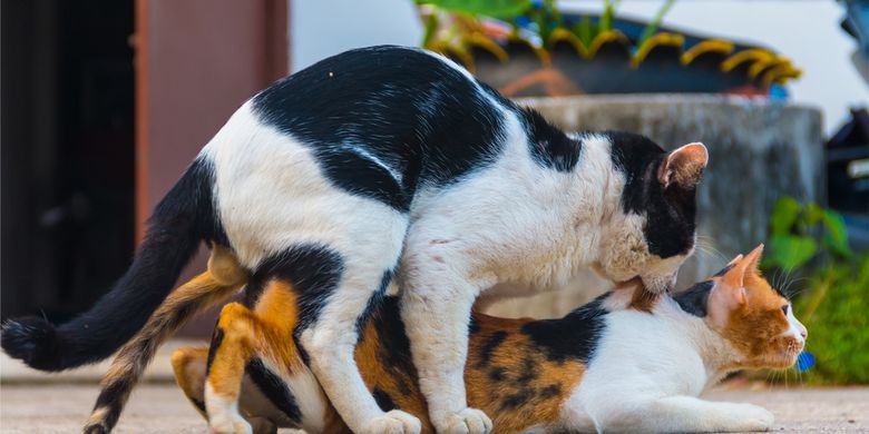 Detail Kucing Berkembang Biak Dengan Cara Nomer 20