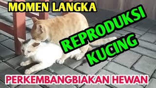 Detail Kucing Berkembang Biak Dengan Cara Nomer 23