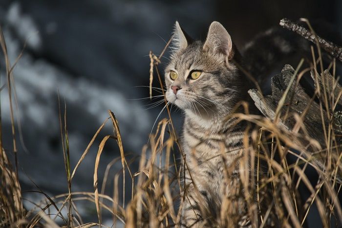 Detail Kucing Berkembang Biak Dengan Cara Nomer 33