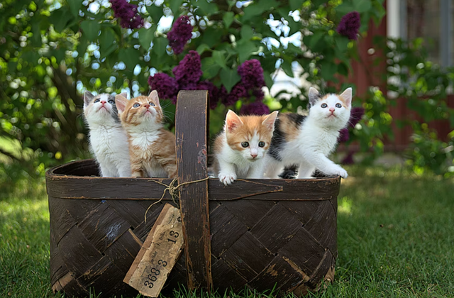 Detail Kucing Berkembang Biak Dengan Cara Nomer 44