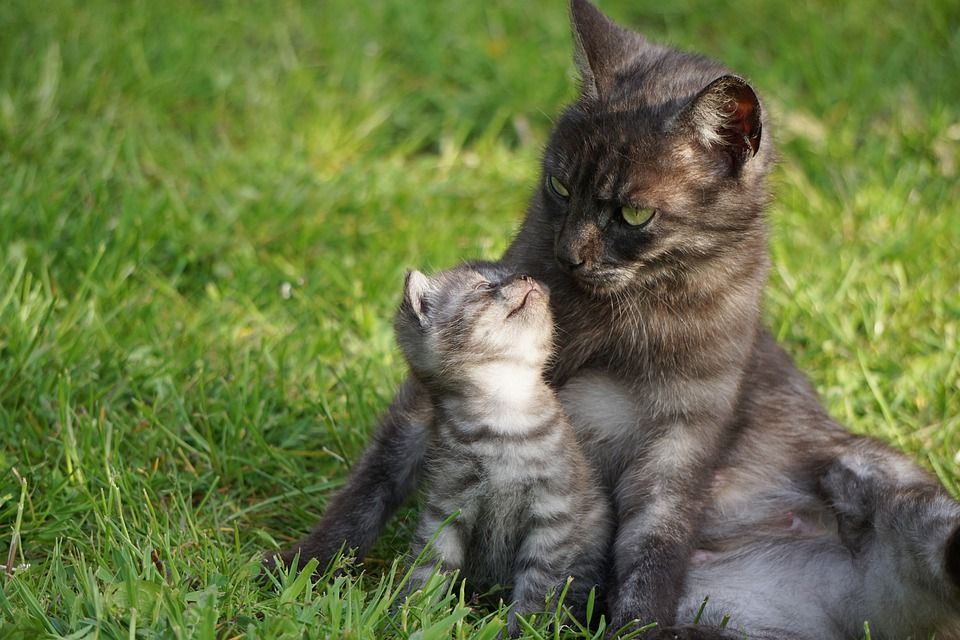 Detail Kucing Berkembang Biak Dengan Cara Nomer 49