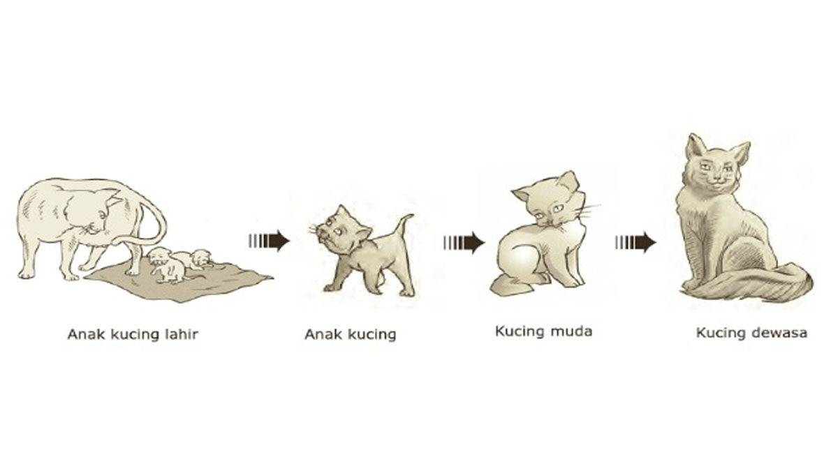 Detail Kucing Berkembang Biak Dengan Cara Nomer 7