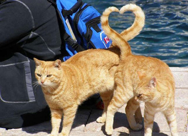 Detail Kucing Kucing Apa Yang Romantis Nomer 30