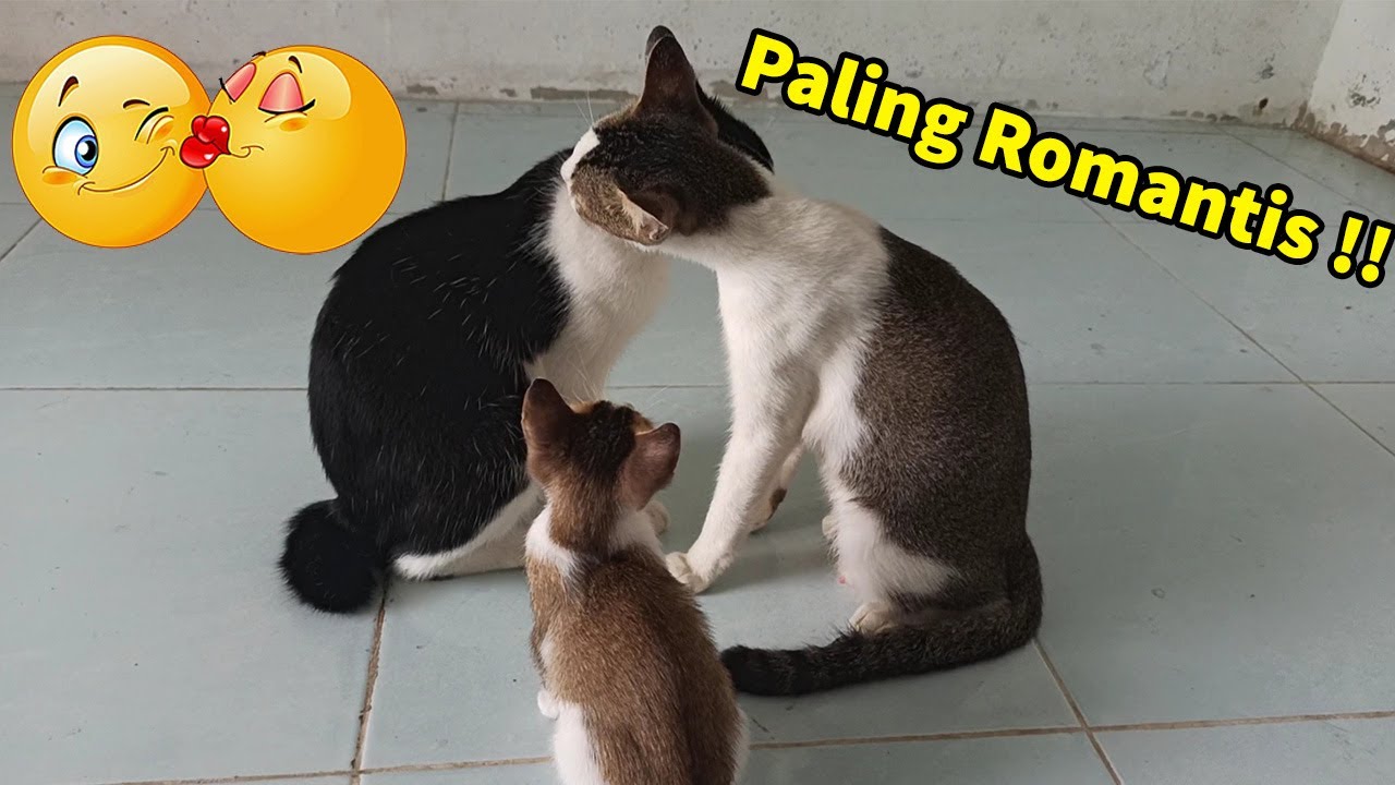 Detail Kucing Kucing Apa Yang Romantis Nomer 39