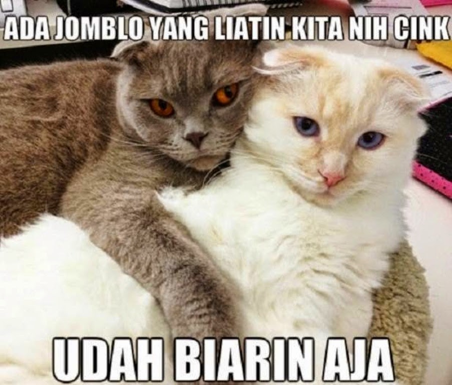 Detail Kucing Kucing Apa Yang Romantis Nomer 48