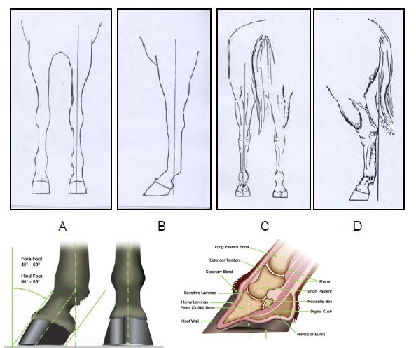 Detail Kuku Kuda Panjang Nomer 12