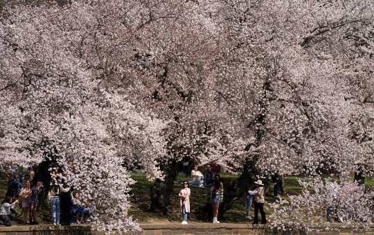 Detail Kumpulan Foto Bunga Sakura Nomer 25