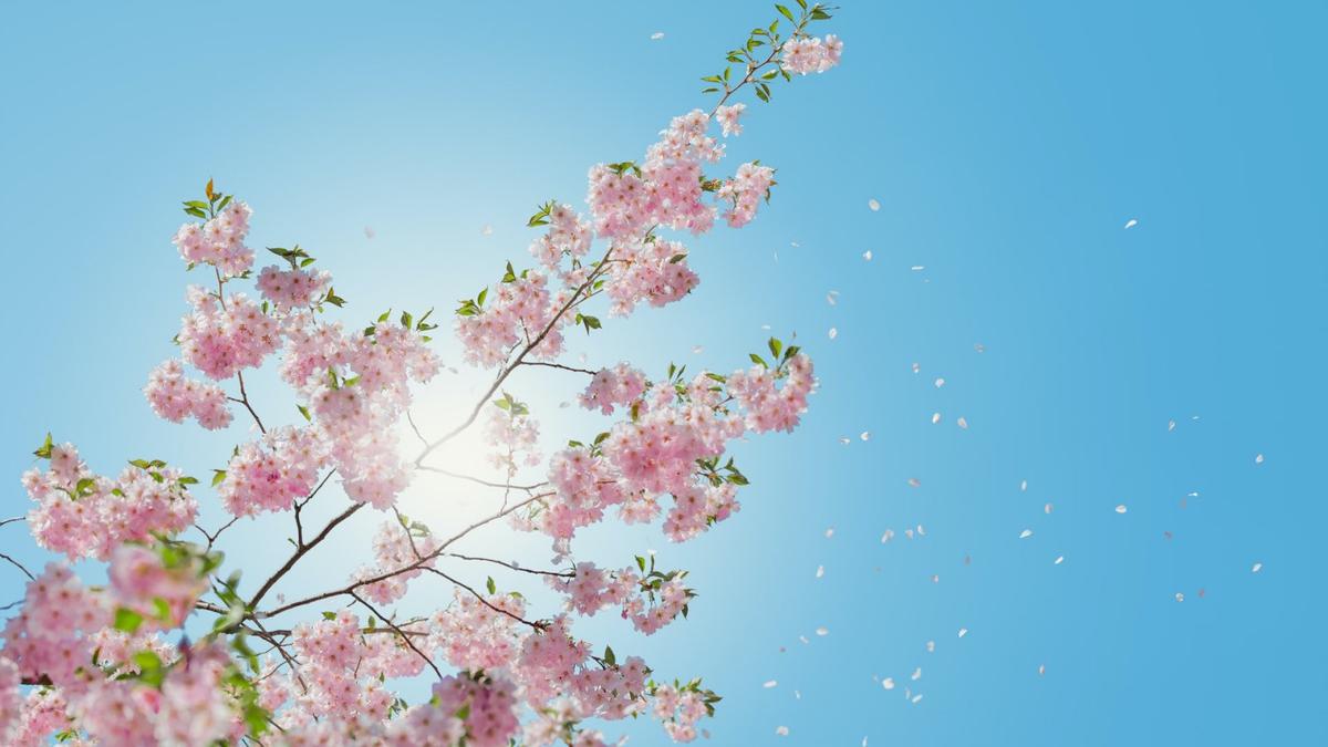 Detail Kumpulan Foto Bunga Sakura Nomer 36