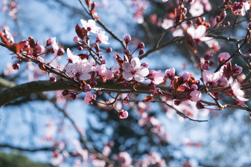 Detail Kumpulan Foto Bunga Sakura Nomer 48