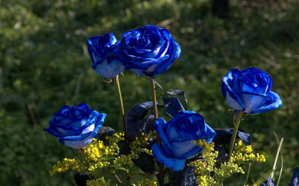 Detail Kumpulan Gambar Bunga Mawar Biru Nomer 5