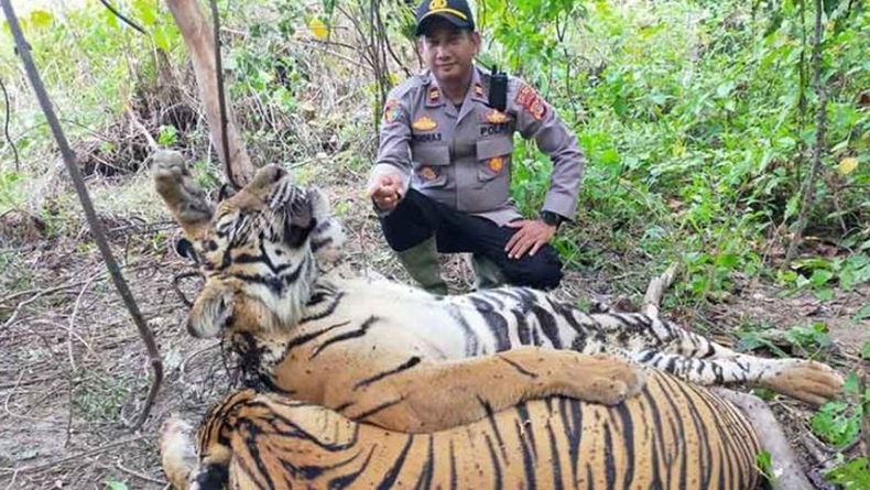 Detail Kumpulan Gambar Harimau Nomer 23