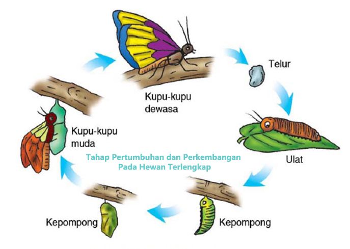 Kumpulan Gambar Kartun Metamorfosis Kupu - KibrisPDR