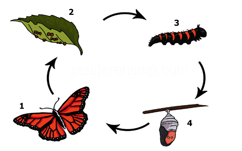 Detail Kumpulan Gambar Kartun Metamorfosis Kupu Nomer 7